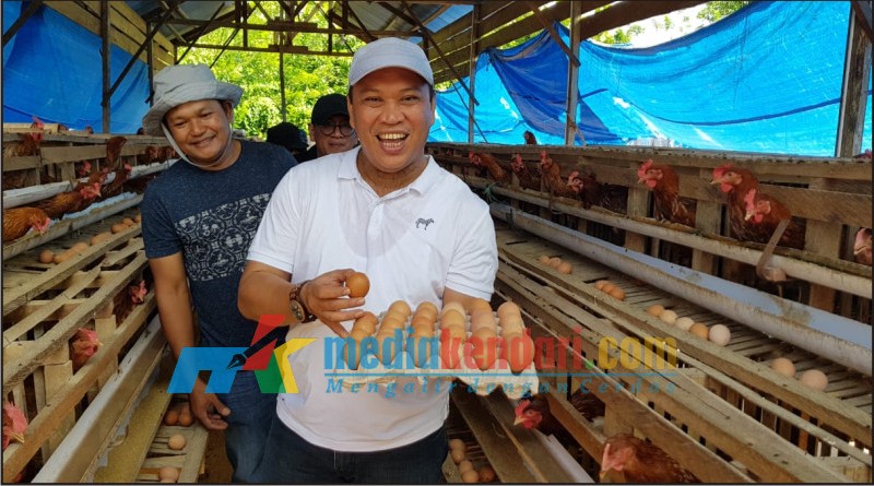 Bupati Konut Panen Perdana Telur Ayam di Lamondowo