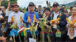 Kunjungi Kolut, Mentan RI Panen Jagung