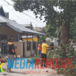 Pihak BPBD Baubau saat menebang pohon. (Foto : Ardilan/Mediakendari.com)