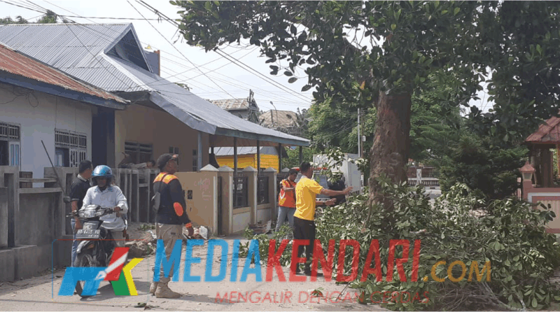 Pihak BPBD Baubau saat menebang pohon. (Foto : Ardilan/Mediakendari.com)
