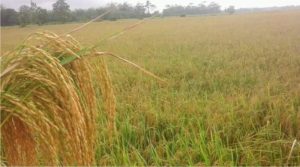 Pemkab Konawe Gulirkan Rp 60 Miliar Untuk Sektor Pertanian