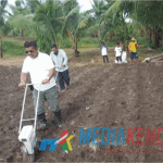 Kadis Pertanian Butur, Yusuf saat menjajal alat Manual Rice Planter, Minggu (20/1/2019). Foto : Safrudin Darma/Mediakendari.com