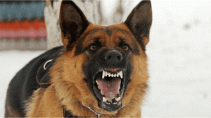 Anjing Gila Teror Warga Kolut, 12 Orang Jadi Korban
