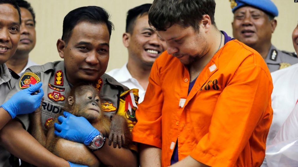 Selundupkan Orangutan dan Hewan Langka Lain, Polisi Indonesia Tangkap Warga Rusia