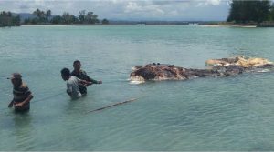 Bangkai Paus Terdampar di Pulau Bokori