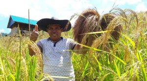 Kembangkan Padi Organik, Petani Hingga Kepala Dinas di Butur Ikut Menanam