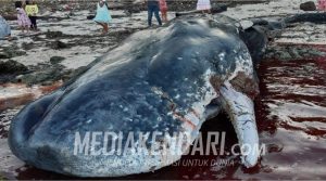 Warga Temukan Ikan Paus Terdampar di Pesisir Pantai Gusi Butur