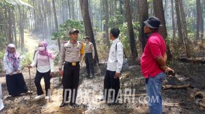 Empat Hektar Hutan Pinus Samparona di Baubau Terbakar