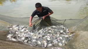 Demplot Budidaya Ikan di Amesiu Dipanen, Hasilkan 1600 Ekor