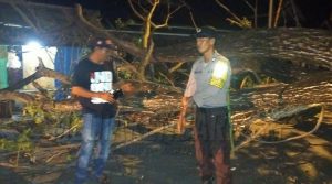 Pohon Tumbang Tutup Akses Jalan Gunung Tojabi Kolut