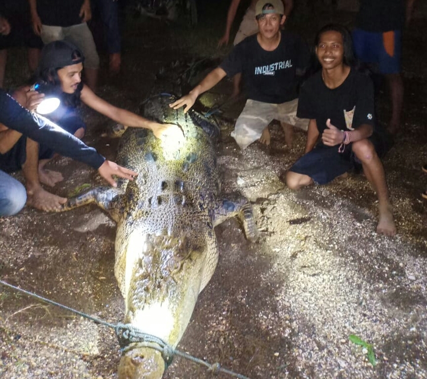 Takut Dimangsa, Warga Landiwo Konut Tangkap Buaya 3,5 Meter