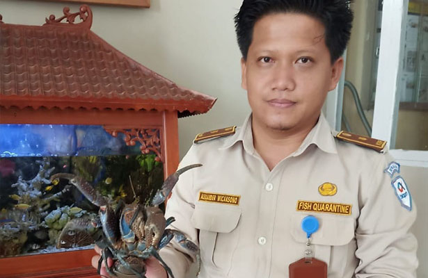 Petugas Gagalkan Penyeludupan 17 Ekor Ketam Kenari di Bandara Baubau