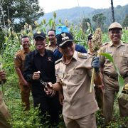 Bupati Kolaka Timur, Tony Herbiansyah menghadiri panen tanaman Sorgum perdana di Desa Lamunde, Kecamatan Tinondo, Selasa (21/1/2020).