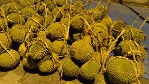 Harga Durian Turun, Berikut Penyebabnya