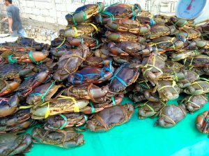 Harga Kepiting Bakau Naik, Ini Penyebabnya