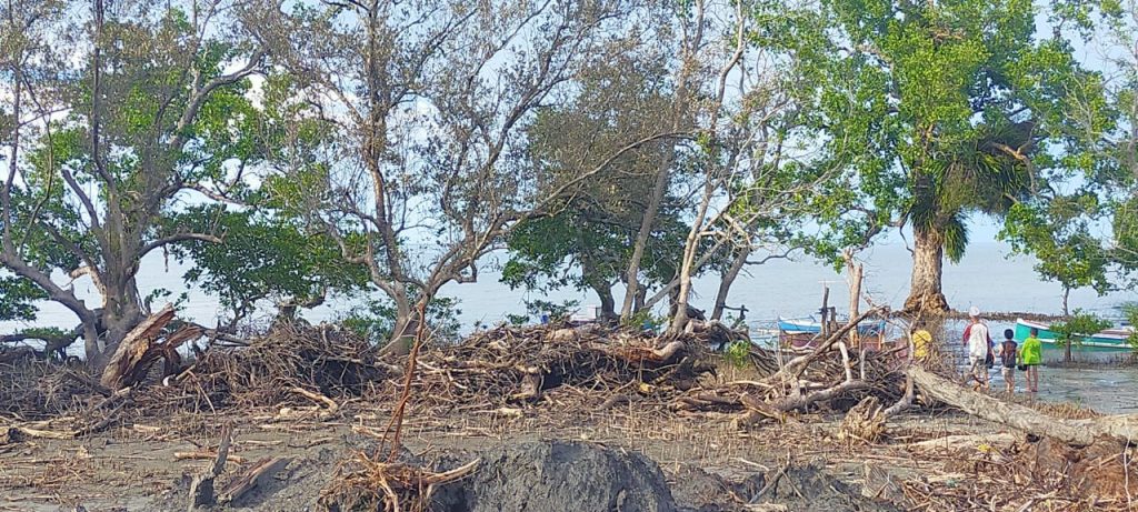 Ratusan Pohon Bakau di Desa Kalu-Kaluku Kolut Dirusak