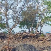 real tanaman bakau yang diduga telah diserobot dan dirusak oleh si pemilik Empang yang berada dipantai Desa Kalu-Kaluku Kecamatan Kodeoha Kabupaten Kolaka Utara. Foto: Pendi/Mediakendarir.com