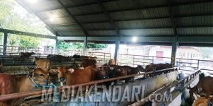 Usaha Kuliner Banyak Tutup, Kebutuhan Daging Sapi di RPH Kendari Turun