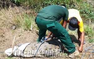 Ditangkap di Bombana, Buaya Tiga Meter Dilepas Liarkan di TNRAW