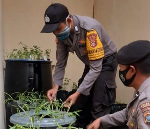 Dorong Ketahanan Pangan, Polsek Mastim Budidaya Lele dan Sayuran