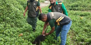 BKSDA Sultra Lepasliarkan Kuskus di Hutan Nanga-Nanga