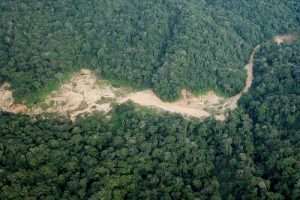 Saksi Sidang Perkara Sebut PT. NBP Menambang di Hutan Lindung