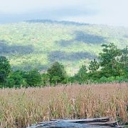 Tampak hamparan kebun jagung siap panen