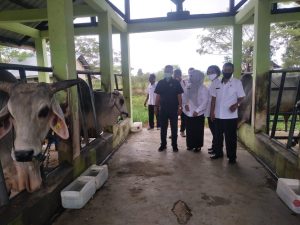 Penuhi Kebutuhan Daging Sapi, Pemprov DKI Jakarta Bakal Investasi Rp 2 Triliun di Sultra