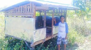 Pekan Depan, Bantuan Bibit Ayam Joper di Busel Sementara Penyaluran