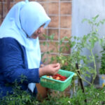 Inovasi di Tengah Pandemi, Ibu Rumah Tangga di Baubau Buat Kebun Mini di Rumah