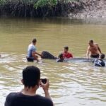 Kendari Dihebohkan Kemunculan Hiu Paus