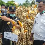 Genjot Pembangunan Sektor Pertanian, Bupati Kolut Panen Raya Jagung di Desa Mataiwoi