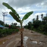 Warga Tanami Pohon Pisang Jalan Provinsi yang Berlubang di Konawe Selatan