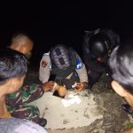 Diduga Miliki Ganja dan Tembakau Gorila, Tiga Remaja di Kolaka Utara Ditangkap