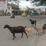 Kambing Kembali “Teror” Warga Konawe