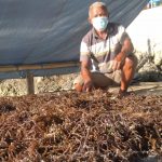 Harga Rumput Laut di Baubau Anjlok, Petani Harus Melaut untuk Sambung Hidup