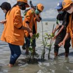 Ratusan Mahasiswa FHIL UHO Kendari Tanam 2022 Bibit Mangrove di Konawe