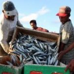 Kepala UPTD TPI Kendari Jamin Ketersediaan Ikan Selama 2022