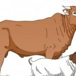 Dipertan Baubau Klaim Aman dari PMK