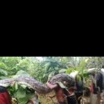 Ular Piton Berukuran 7 Meter Gegerkan Warga Latompe Mubar