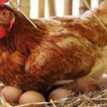 Disdakap UMKM Prediksi Kenaikan Harga Telur Hanya Akan Terjadi Sebulan