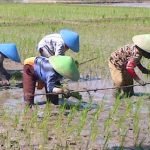 September 2022 Nilai Tukar Petani Sultra Turun 0,75 persen