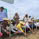 Dinas TPHP Konawe Bakal Budidayakan Tanaman Sorgum