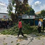 Satgas Penataan Kota Kendari Tebang Pohon Berpotensi Tumbang