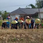 Tekan Laju Inflasi, Pemkot Kendari Lakukan Budidaya Cabai dan Bawang Merah