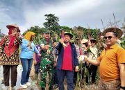 Penanaman dan Panen Jagung dalam rangka mendukung program Swasembada Pangan Nasional