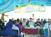 Bupati Konawe Utara Pimpin Panen Raya 135 Hektar Padi Sawah di Matanggonawe, Tegaskan Komitmen Swasembada Pangan