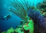 Eksotisme Sultra: Dari Miniatur Raja Ampat Hingga Pantai Nirwana yang Memukau