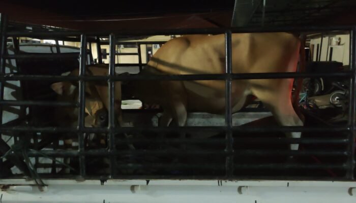 Aksi Pencurian Sapi Lintas Desa Terungkap, Polisi Amankan Pelaku